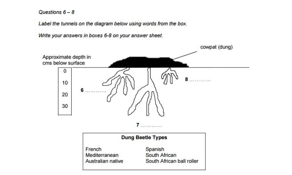 Diagram Label Completion trong các dạng bài Reading IELTS kiểm tra vốn từ chuyên ngành.