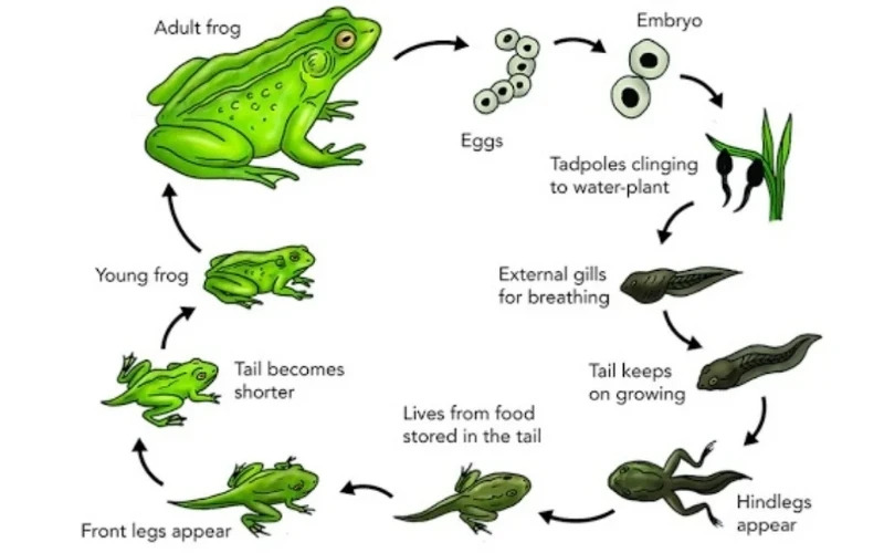 natural process writing task 1 example